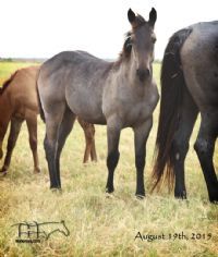 Wyo Mucha Blue's 2015 colt